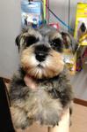 Clear Mark Miniature Schnauzer  - Schnauzer Dog