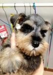 Clear Mark Miniature Schnauzer  - Schnauzer Dog