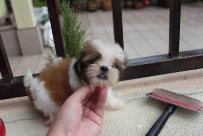 T-cup Shih Tzu Puppy - Shih Tzu Dog