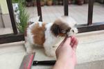 T-cup Shih Tzu Puppy - Shih Tzu Dog