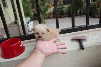 T-cup Toy Poodle Puppy - Poodle Dog