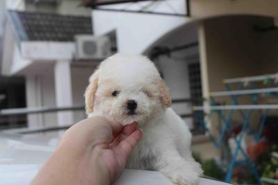 Parti Color Toy Poodle Puppy - Poodle Dog