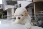 Parti Color Toy Poodle Puppy - Poodle Dog