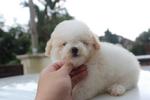 Parti Color Toy Poodle Puppy - Poodle Dog