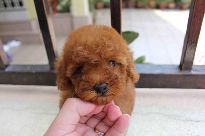 Super Red Tiny Toy Poodle Puppy - Poodle Dog