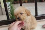 Apricot &amp; Cream Color Toy Poodle Pu - Poodle Dog