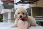 Apricot &amp; Cream Color Toy Poodle Pu - Poodle Dog