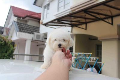 Super White Color Toy Poodle Puppy - Poodle Dog