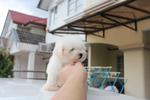 Super White Color Toy Poodle Puppy - Poodle Dog