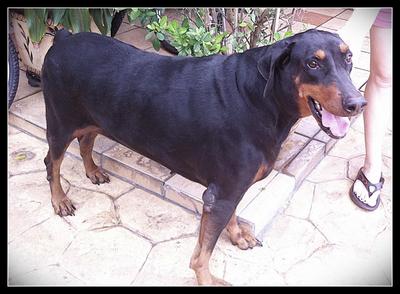 Sam - Doberman Pinscher Dog