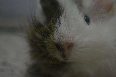 Tausha ( Red Bean Paste ) - Guinea Pig Small & Furry