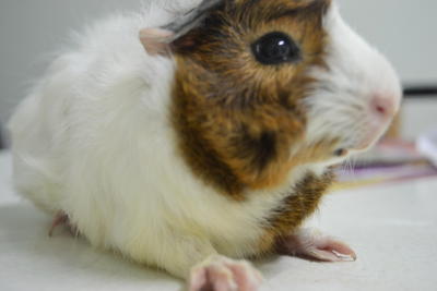 Fanshu ( Sweet Potato ) - Guinea Pig Small & Furry