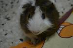 Fanshu ( Sweet Potato ) - Guinea Pig Small & Furry