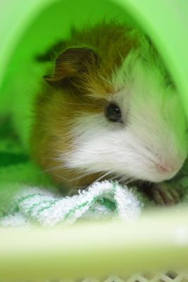 Muachi - Guinea Pig Small & Furry