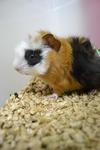 Muachi - Guinea Pig Small & Furry