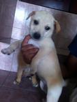 Pigly, female, mixed breed, 2mths. Very obedient and smart.