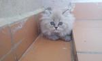 Persian (Semi Flat Face) - Persian Cat