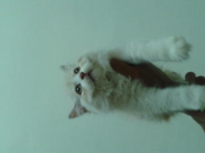 Aaron Oren - Persian + Maine Coon Cat