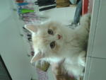 Aaron Oren - Persian + Maine Coon Cat
