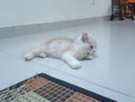 Aaron Oren - Persian + Maine Coon Cat