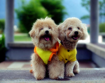 &lt;3 ~last Toy Poodle Boy~ &lt;3 - Poodle Dog