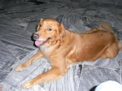 Gigi - Golden Retriever Dog