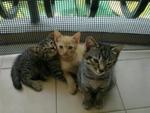 Ugliey &amp; Her Kids - Domestic Short Hair + Domestic Medium Hair Cat