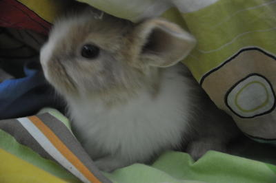 Precious 小宝 - Lionhead Rabbit