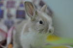 Precious 小宝 - Lionhead Rabbit