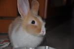 Precious 小宝 - Lionhead Rabbit