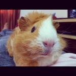 Toffy - Guinea Pig Small & Furry