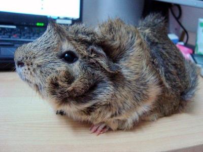 Minie - Guinea Pig Small & Furry