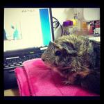 Minie - Guinea Pig Small & Furry