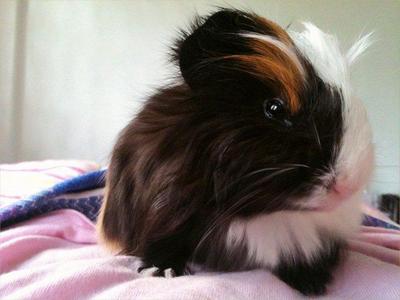 Luffy - Guinea Pig Small & Furry