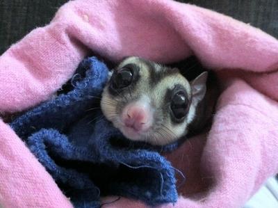 Muffy - Sugar Glider Small & Furry