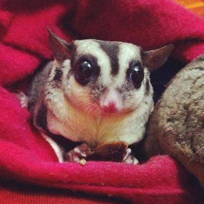 Molly - Sugar Glider Small & Furry