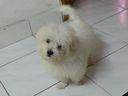 Gizmo - Maltese Dog