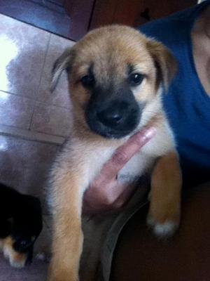 Shivani &amp; Pigly, 2 Mths Female - Mixed Breed Dog
