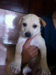 Pigly, 6 weeks, female, very sweet, obedient & smart