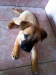 Shvani, 6 weeks, female, very sweet, playful & smart