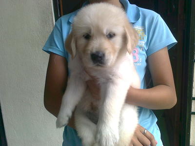 Golden Retriever - Golden Retriever Dog