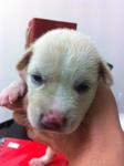 Snow White - Mixed Breed Dog