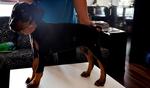 Doberman - Parent Malaysia Ch - Doberman Pinscher Dog