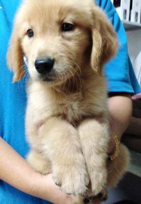 Golden Retriever Father My Champ - Golden Retriever Dog