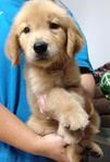Golden Retriever Father My Champ - Golden Retriever Dog