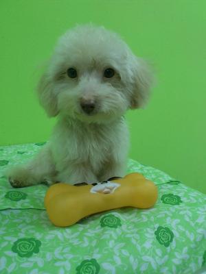 T``cup Poodle 4 Sale - Poodle Dog