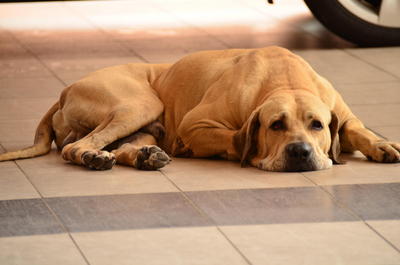 PF38365 - Mastiff Dog