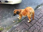 it is sad that she is eating the eggshell thrown by the chief of the hawker on the roadside