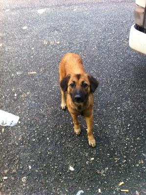 Happy - Mixed Breed Dog