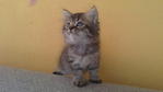 Persian Kitten - Domestic Short Hair Cat